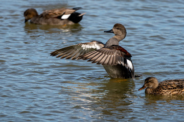 Couple of gadwalls (Anas strepera) at dawn in the Natural Park of the Marshes of Ampurdán.
