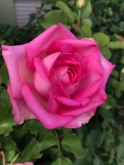 Rose Pink1