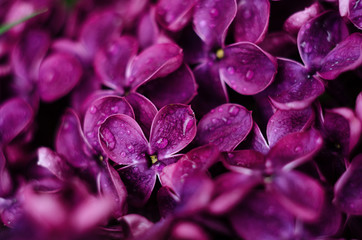 Beautiful purple lilac flowers. Macro photo of lilac spring flowers.