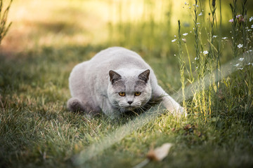 Britisch Kurzhaarkatze schleicht sich im Sonnenuntergang durch den Garten