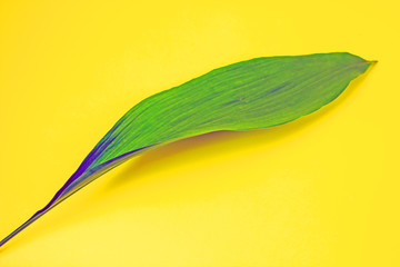 Obraz premium Green large leaf of a plant on a yellow background. Copy space