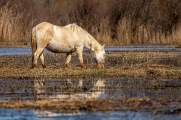 Horse of the Camargue in the Natural Park of the Marshes of Ampurdán.