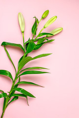Lily flower. Unblown buds of a lily on a pink background. Floral background, minimalism, top view.