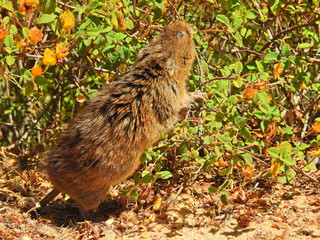 Southern Water Vole (Arvicola sapidus)