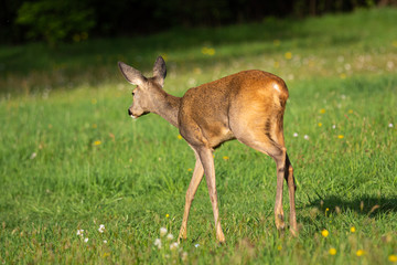 Naklejka na ściany i meble Roe deer in forest, Capreolus capreolus. Wild roe deer in nature.
