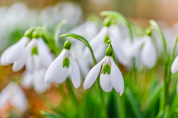 White snowdrops flowers detail close-up in the forest at the end of winter. Blurred background and...