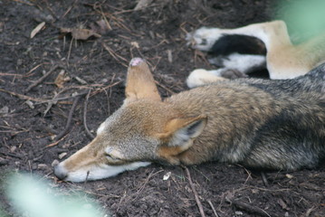 Coyote