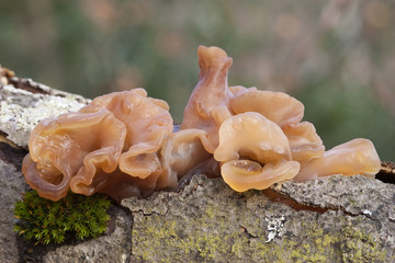 Tremella foliacea o Phaeotremella foliacea creciendo sobre madera