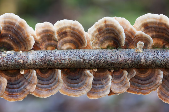 Sombreros multicolor de Trametes versicolor