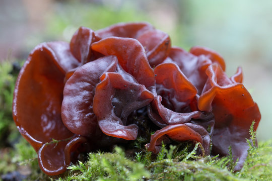 Tremella foliacea o Phaeotremella foliacea creciendo sobre madera