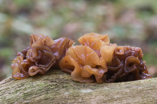 Tremella foliacea o Phaeotremella foliacea creciendo sobre madera