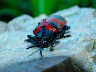 This is an insect found in the palm tree, its scientific name is:  Coraliomela quadrimaculata.