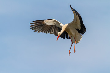 Fototapeta premium Weissstorch im Anflug