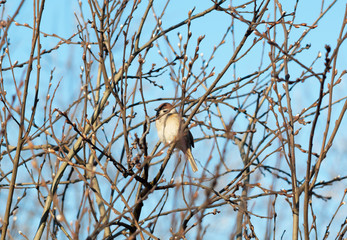 sparrow on a branch of tree