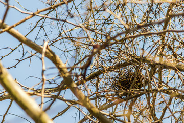 Bird's nest in the branches of trees 