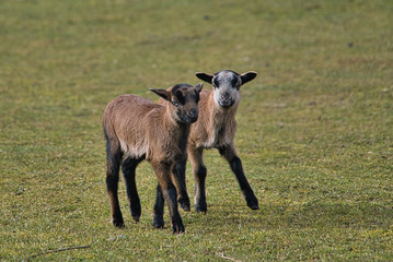 Neugeborene Kamerunschafe, Schafbaby, Lamm, Zwillinge im Freigehege auf Bio Bauernhof