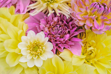 Beautiful fresh colorful purple, white and yellow dahlia flowers in full bloom.