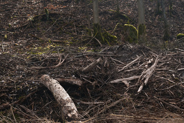 branches from cut down trees. edge of the woods