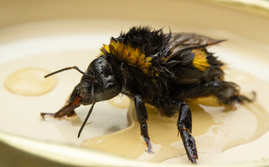 A drenched Bumblebee