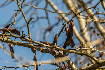 The rest of ripe fruit plants Rogac  Carob