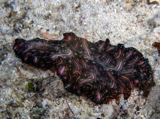 Persian Carpet Flatworm (Pseudobiceros bedfordi)