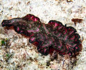 Persian Carpet Flatworm (Pseudobiceros bedfordi)