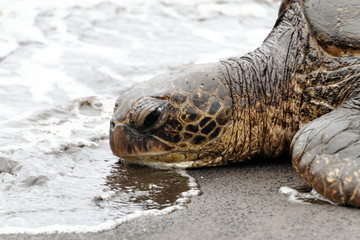 turtle on the beach