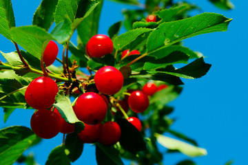 Cropped Shot Of Cherry Branch. Red Cherry Over Blue Sky Background.  Colorful Nature Background.