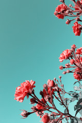 Cropped Shot Of A Beautiful Red Roses Over Blue Sky Background. Colorful Nature Background. Beautiful Pink Flowers.