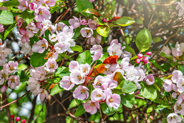 Fresh pink flowers of a blossoming apple tree with blured background