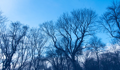 Forest in the winter. In the spring. Without leaves. Against the background of blue sky. Season