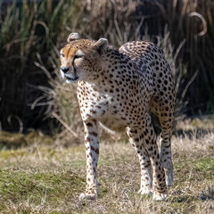Cheetah lying on the wild grasses, Acinonyx jubatus, portrait 