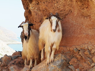 Ziege auf Kreta