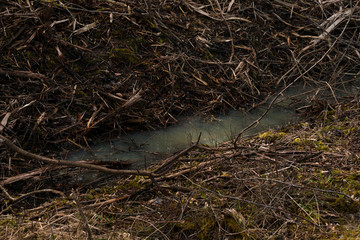 Naklejka na ściany i meble branches from cut down trees and a puddle of water