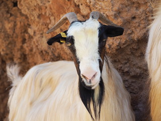 Ziege auf Kreta