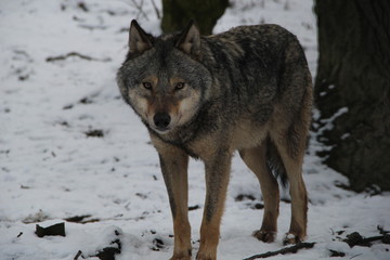 Naklejka na ściany i meble wolf in snow, A wolf pack, wolves in winter forest, wolf eyes