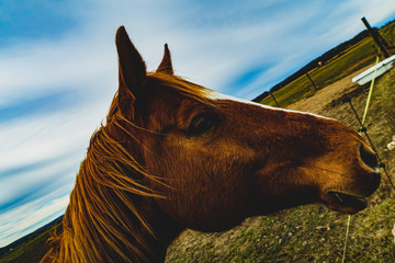 Portrait of beautiful red horse in spring