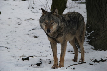 wolf in snow, A wolf pack,  wolves in winter forest, wolf eyes