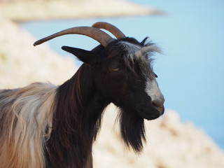 Ziege auf Kreta