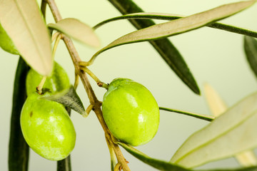 Two giant olives on tree branch with leaves, on green-olive background, macro close-up