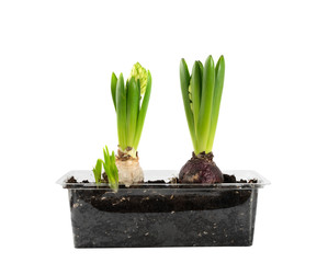Light and Dark Hyacinth Bulbs with Fresh Green Sprouts