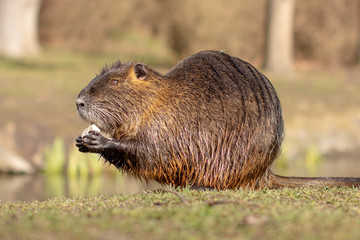 Nutria, Myocastor coypus or river rat the wild near the river