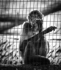 Singe en cage