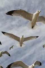 Seagulls Up Close 