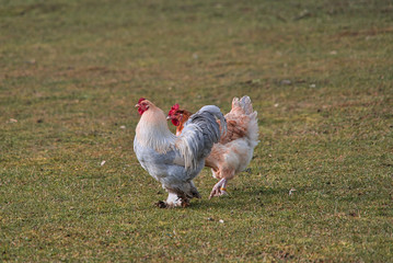 Glücklicher Rasse Hahn und Henne auf Bio Bauernhof, Freilandhaltung