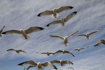 Seagulls Up Close 