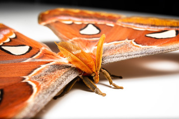 Butterfly on the white background, Attacus atlas