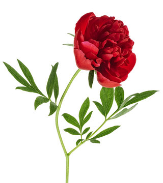 Beautiful red peony flower isolated on a white background