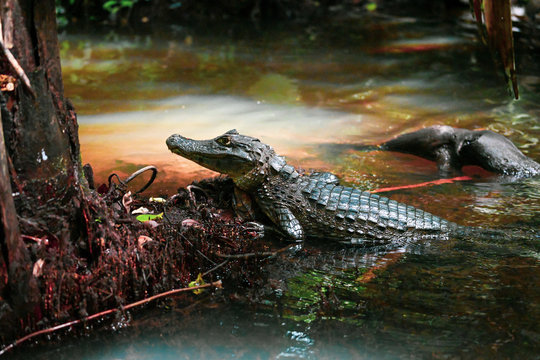 Caiman Tortugero
