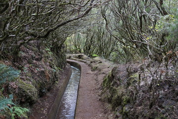 Levada do Alecrim